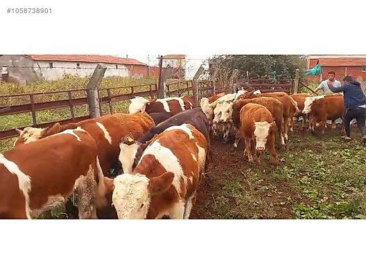 15 pezzi di vitelli smentali di 7,8 mesi