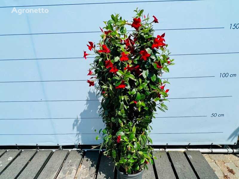pianta di un arbusto ornamentale sundaville/mandeville 160cm roze