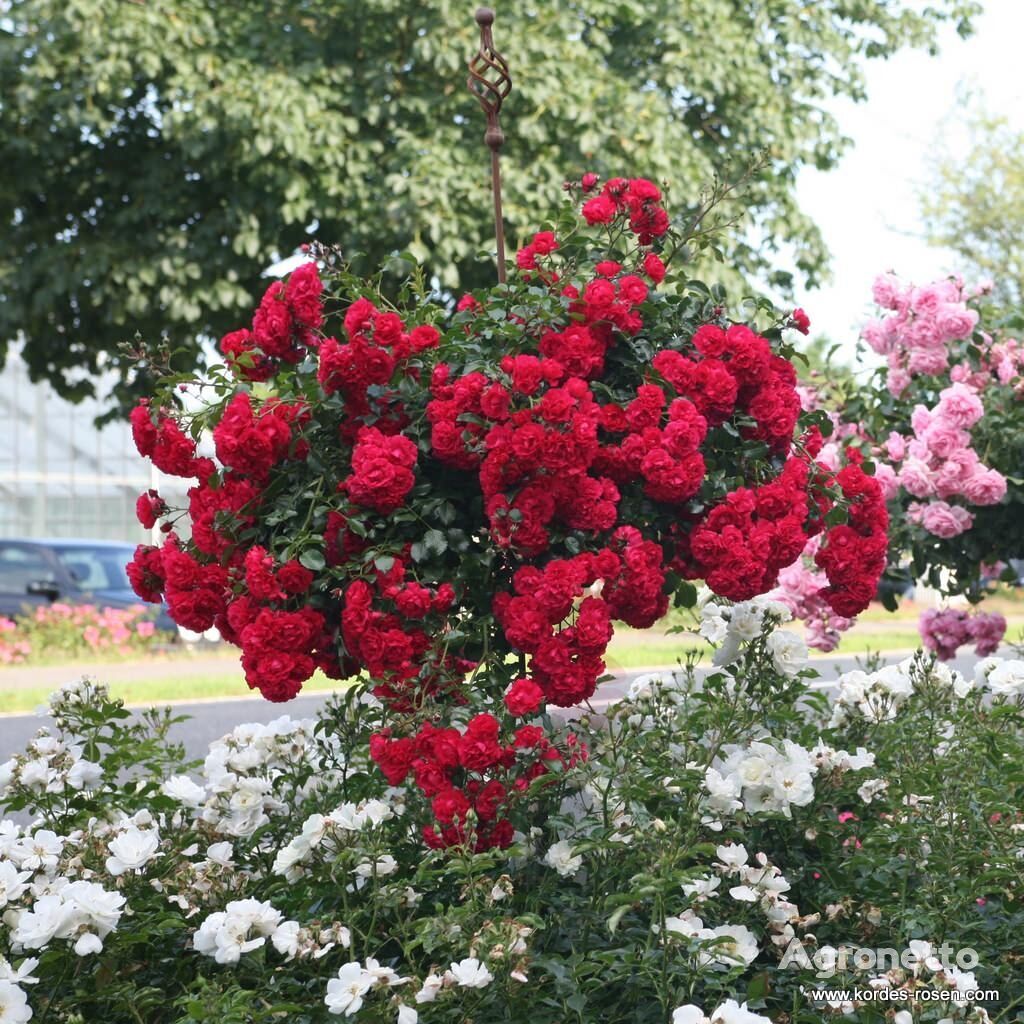 piantina di fiori Gärtnerfreude® Toscana na pniu