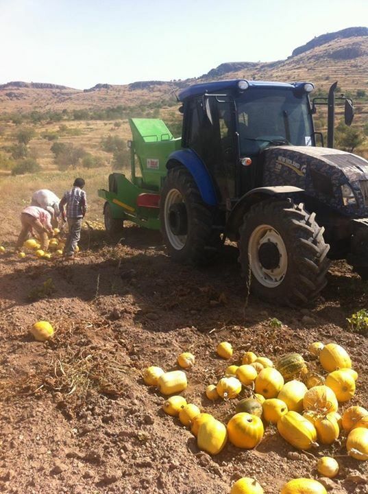 raccoglitrice di zucca Özkan Tarım Makina DKM nuova